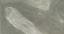 solveig-veronika schönweitz