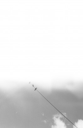 solveig-veronika schönweitz