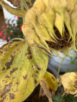 solveig-veronika schönweitz