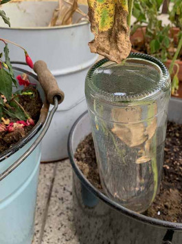 solveig-veronika schönweitz