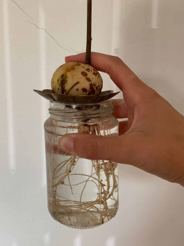 solveig-veronika schönweitz