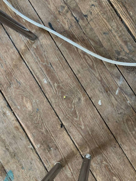 solveig-veronika schönweitz