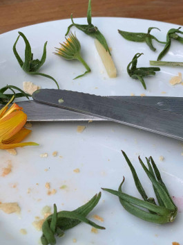 solveig-veronika schönweitz