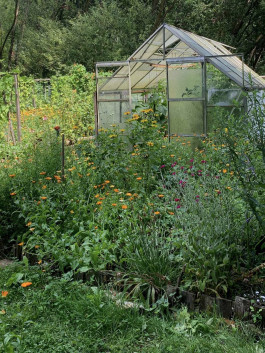 solveig-veronika schönweitz