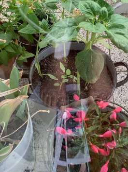 solveig-veronika schönweitz