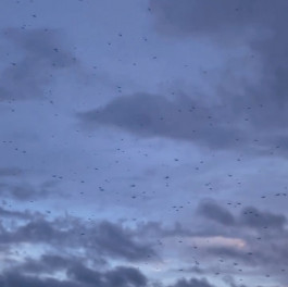 solveig-veronika schönweitz